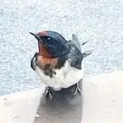 if魔フィア　イフリート・ジン・エイト　メタリック缶バッジ(第2弾) 秋田書店ストア on X: 