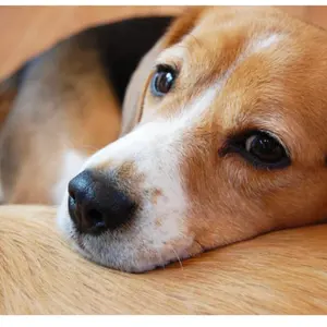 美品・高騰中】psa9 ブラッキー nagaba 長場 プロモ ポケモンカード