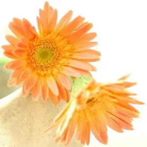 imane マリアローズ アルメット缶 - メルカリ