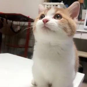 やがて君になる アクリルフィギュア 小糸侑 七海燈子 燈子から侑へのお