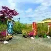 斑入りアセビ/ホワイトリム/優良株【現品発送】管理70856 斑入りアセビ/ホワイトリム/優良株【現品発送】管理70856