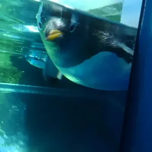 ヴァイスシュヴァルツ 戯弄のウィッチ 七罪 SR - メルカリ