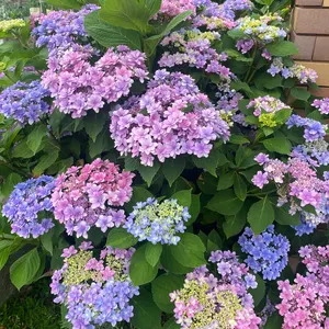 新品】wacoal サルート 97 ブラ ソング ガーター E65M GB - メルカリ