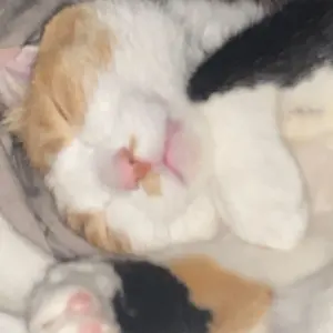 古着三毛猫:即購入OKフォロー割