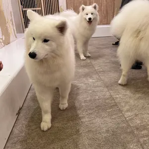 SUBU DOTS VIVID MOSAICサイズ2収納袋付き - メルカリ