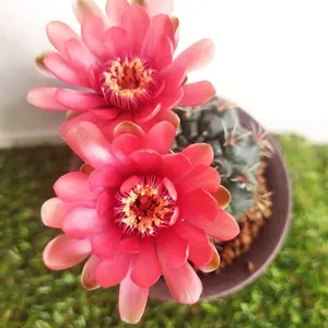 Belfiore Succulentsのアロエ・ハイブリッド 抜き苗 - メルカリ