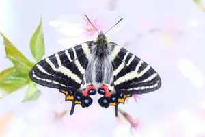 三川華月 はるちゃん食堂グッズ 直筆サインブロマイドetc - メルカリ