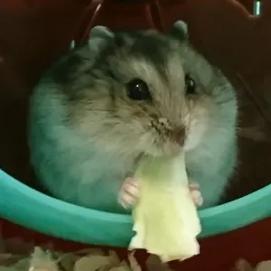 ONE PIECE ラバーストラップ パームツリー付き - メルカリ