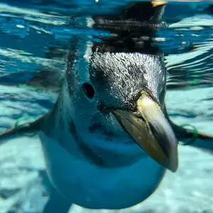 新品】Kis-My-Ft2 キスマイFREE HUGS フリーハグキーホルダー - メルカリ