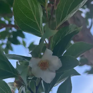 ヒメシャラの木✨グッズ整理中✨