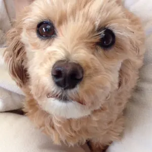 □ 46173☆プラダスポーツ プリーツスカート 38 ベージュ - メルカリ