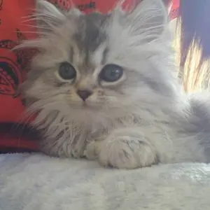 夢ちゃん