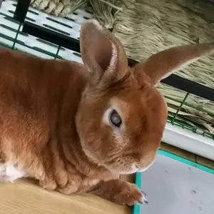 ARTEMIS KINGS ワールドトリガー レプリカ ペンダントトップ - メルカリ