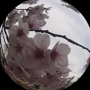 H4617AN100【スバル純正】ウェルカムライト レガシィアウトバック(BT) H4617AN100【スバル純正】ウェルカムライト レガシィアウトバック(BT