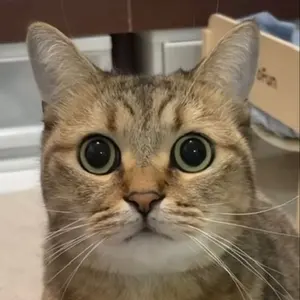 オ*マ様 tenderloin スタジャン ボルネオスカル sense限定（サイ オ*マ様 tenderloin スタジャン ボルネオスカル sense限定（サイ