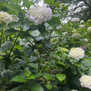 高級掛軸 十一尊仏 絹本手描 本表装仕立 三幅対 70代 阿弥陀如来 来迎