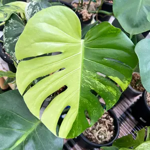 超希少な　モンステラ デリシオーサ ダイアモンド　レガシー　斑入りトップカット 超希少な モンステラ デリシオーサ ダイアモンド レガシー 斑入り 超