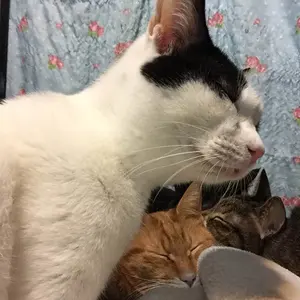 9mm Parabellum Bullet/act Ⅱ+Ⅲ(合併号)〈初回生産… - メルカリ