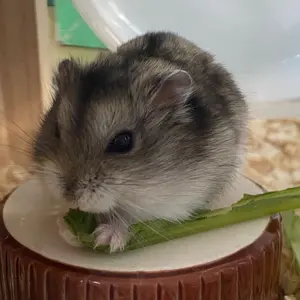 日本国有鉄道 国鉄 DL運転用キー 1977年 鍵 激レア 日本国有鉄道 国鉄 DL運転用キー 1977年 鍵 激レア 日本国有鉄道 国鉄