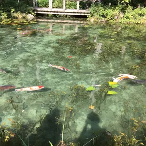 ホッホー