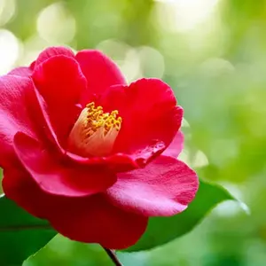 デニーズ制服　3点セット デニーズ制服 3点セット