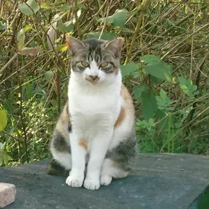 新品 伊万里鍋島焼 大秀窯 青磁角銘々皿5枚 鳳凰柄 お正月 - メルカリ