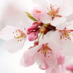 新春！最終値下げ！ ヒマラヤクロコダイル マット ハンドメイド