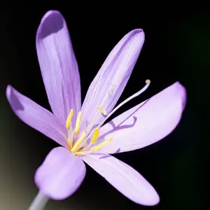 ビカクシダ P.willinckii Anapat#9 OC - メルカリ