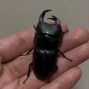 規制前採集品）アマミミヤマクワガタ標本＋おまけ - メルカリ