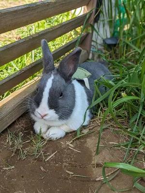 STANDARD FIN SINGLE 7'0 オリーブ - メルカリ