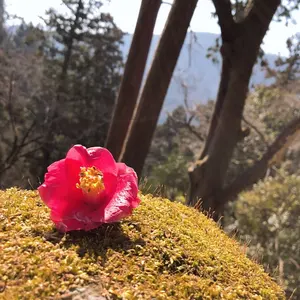 希少Backun Ebクラリネットマウスピース コラッドジェフレディ