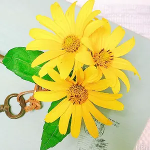★＊ひまわり＊様ご購入苗㉖-743㉖-754㉖-756㉖-251㉖-444苗 ☆＊ひまわり＊様ご購入苗㉖-743㉖-754㉖-756㉖-251㉖-444苗 - メルカリ