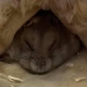 ラックケースまとめて TASCAM Focusriteフォーカスライト タスカム