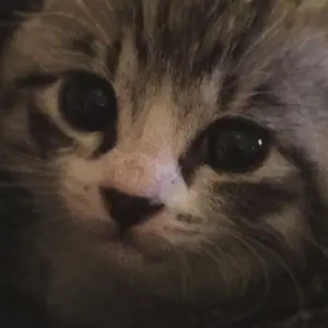 セール中SUNTOUR SPRINT クランクセット 165mm 53T 43T - メルカリ