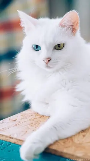 kimidori