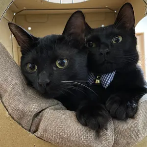 チョコミント　80周年 ラコステ LACOSTE ピーターサヴィル LACOSTE｜80周年記念、ピーター・サヴィルが描く80匹の