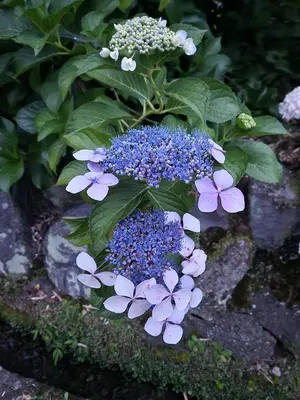ひろうす