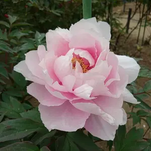 Monet IC 4.4 5極 GND結線済 - メルカリ