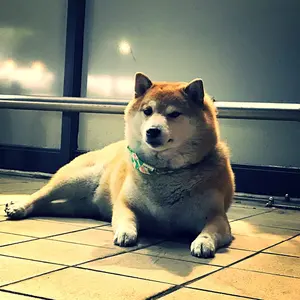 大阪 地域 無線機ポーチ - メルカリ