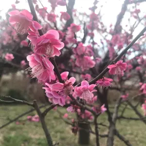 ★再お値下げ！超美品★ ダンスコ・サボ★ブラック パテント　エナメル ☆再お値下げ！超美品☆ ダンスコ・サボ☆ブラック パテント