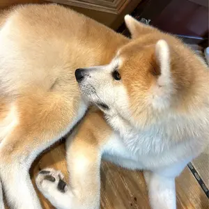 タローマン ヒグチユウコ コラボ スウェット Mサイズ - メルカリ