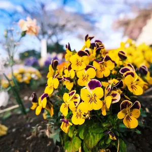 プラダ LUCKY STAR Teddy くま アクリル ゴールド金具 - メルカリ