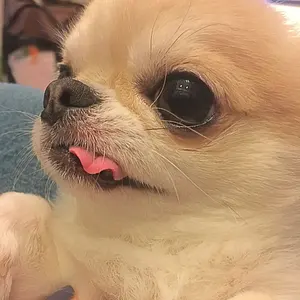 avec ces freres シャツ タンクトップ - メルカリ