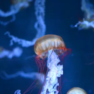 raw life factory 深山鍬 猪木 - メルカリ