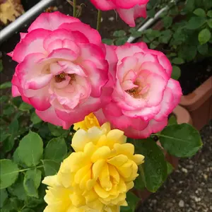 Tnewties チケットはすべて完売2WAYダブルブレストデザインジャケット チケットはすべて完売》2wayダブルブレストデザインジャケット-Brown