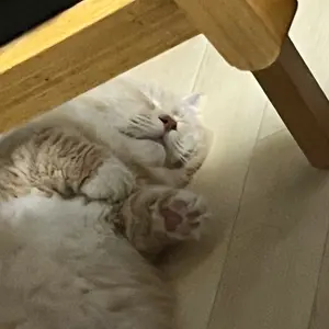希少 オニツカタイガー 虎 サテン トラックジャケット Y2K M