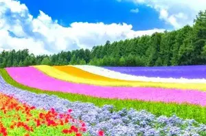 たこ焼き