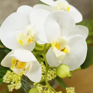 ファレノプシス