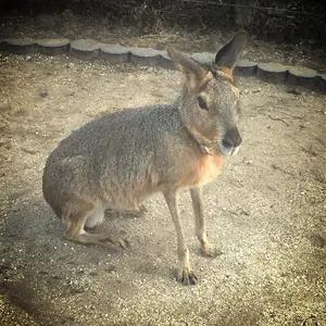 かぴぱら