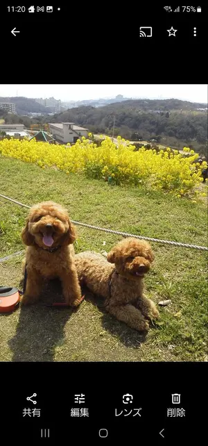 ADORA ニットドッキングジョーゼットブラウス38新品タグ付き定価48400円